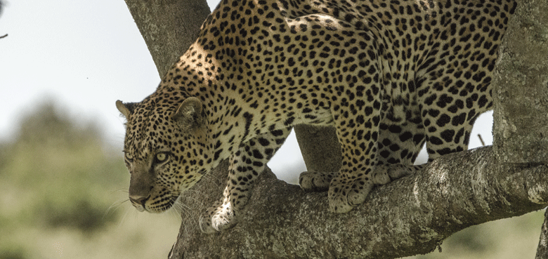 ExploreSafaris_leopard